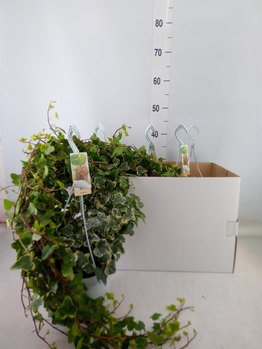<h4>Hedera helix 'White Wonder'</h4>