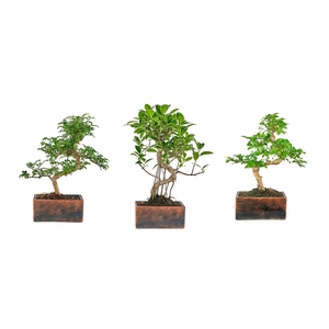 BONSAI GEM
