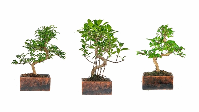 <h4>BONSAI GEM</h4>