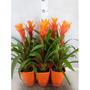 Guzmania  'Variada'