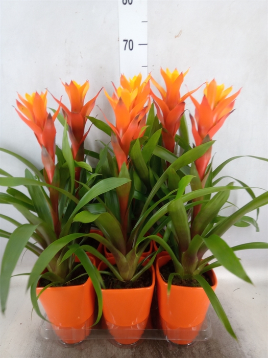 Guzmania  'Variada'