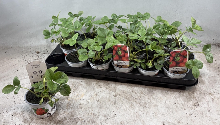 <h4>FRAG OSTARA stock</h4>