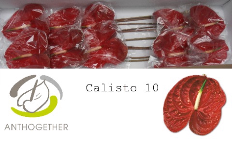 Anthurium Calisto