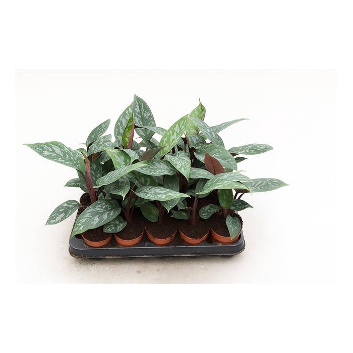 <h4>Apoballis Acuminatissima 7Ø 25cm</h4>