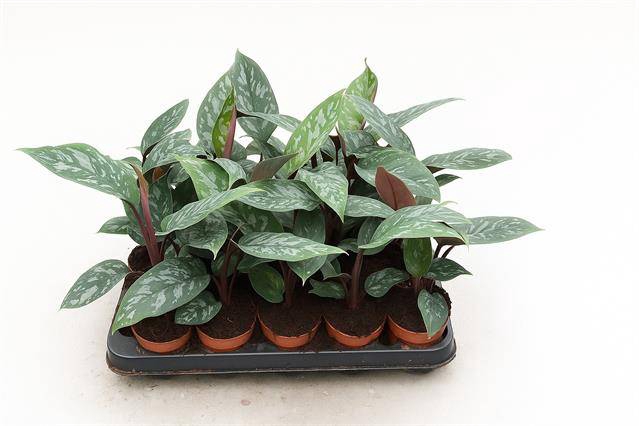 Apoballis Acuminatissima 7Ø 25cm