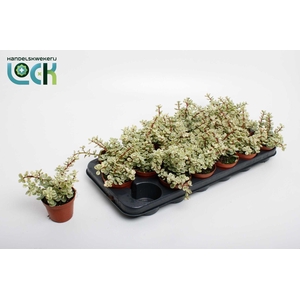 Portulacaria Afra Varigata