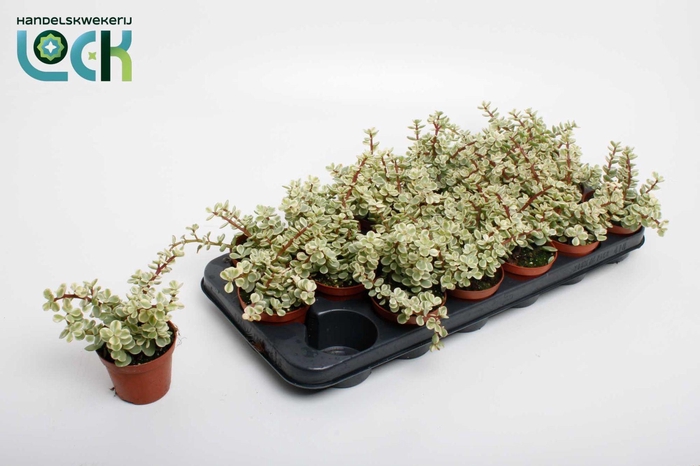 <h4>Portulacaria Afra Varigata</h4>
