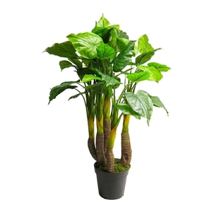 Anthurium Avanti 120cm green