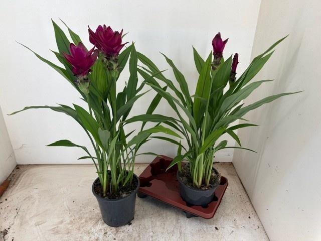 <h4>CURCU OVERIG</h4>