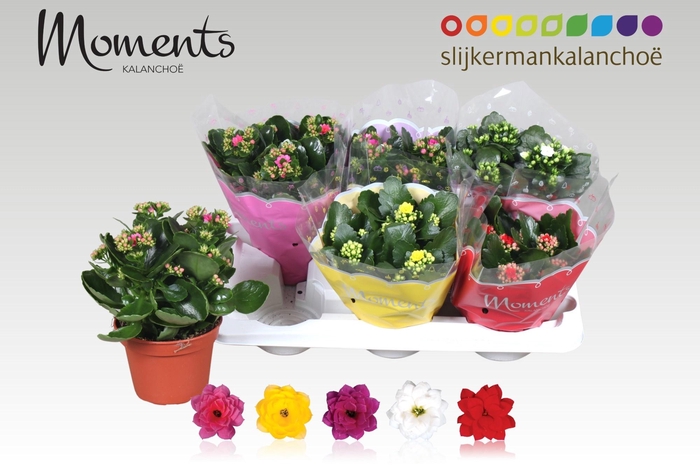 <h4>KAL GE GEM 5 KL</h4>