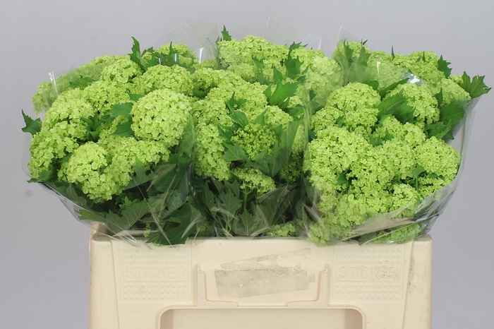 <h4>Viburnum Roseum</h4>