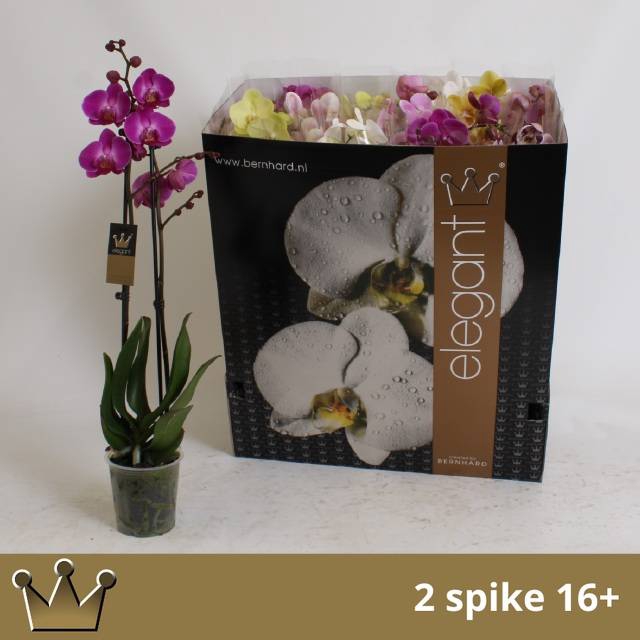 <h4>PHAL GEM 8 KL</h4>