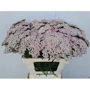 Achil Pink Lady