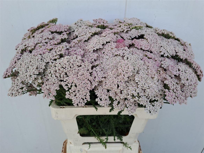 <h4>Achil Pink Lady</h4>