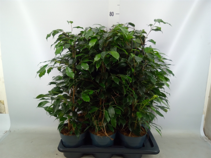 <h4>Ficus benja. 'Danielle'</h4>