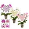 Phalaenopsis gemengd