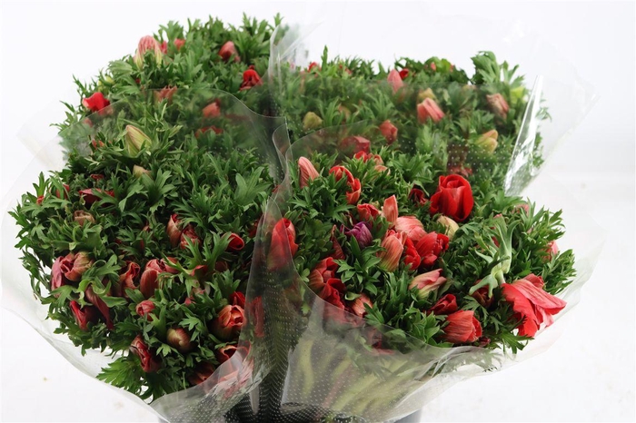 <h4>Anem Marianne Red</h4>