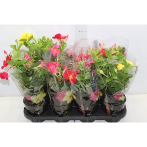 MANDEVILLA P14 PREMIUM
