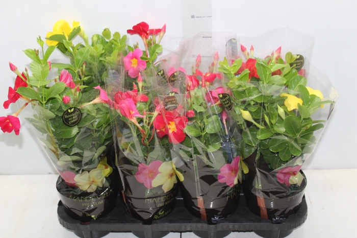 <h4>MANDEVILLA P14 PREMIUM</h4>
