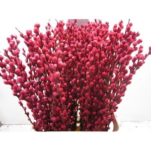 Salix Katje Cerise L70