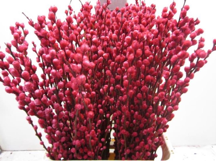 <h4>Salix Katje Cerise L70</h4>