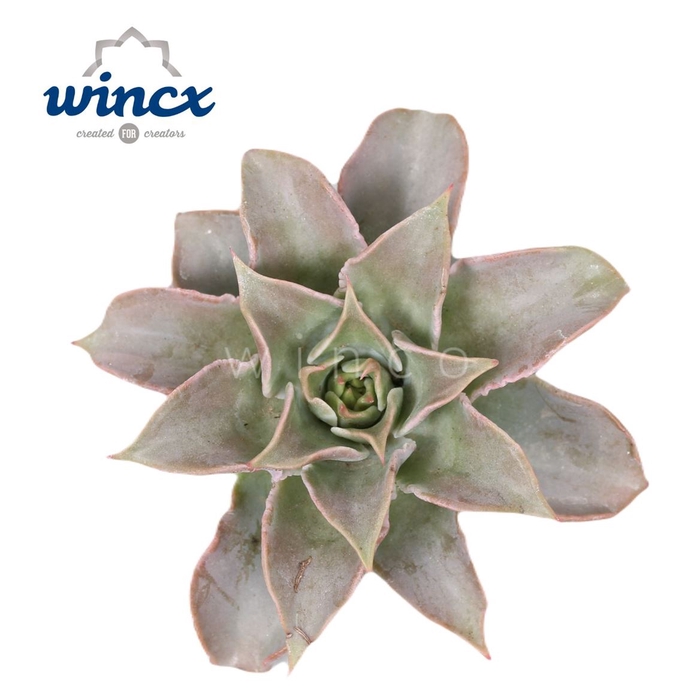 <h4>Echeveria Ov</h4>