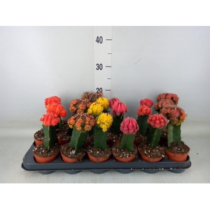 Gymnocalycium mihanov. 'Brasil'