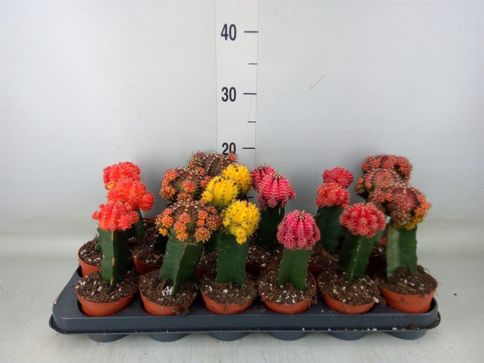 <h4>Gymnocalycium mihanov. 'Brasil'</h4>