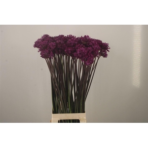 Allium Purple Sensation