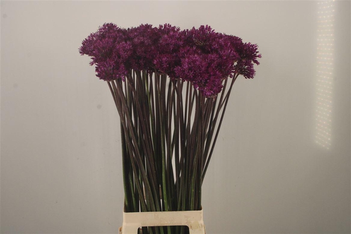 <h4>Allium Purple Sensation</h4>