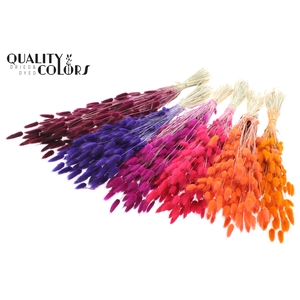 Lagurus per bunch Sunset Berry Mix