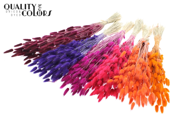 <h4>Lagurus per bunch Sunset Berry Mix</h4>