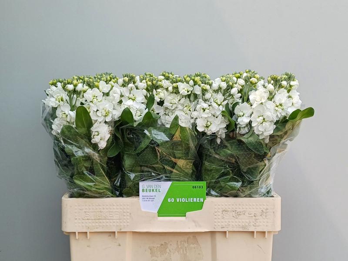 <h4>Matth Centum White G Van Den Beukel</h4>
