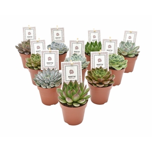 Echeveria  'Rosetta'   ...mix