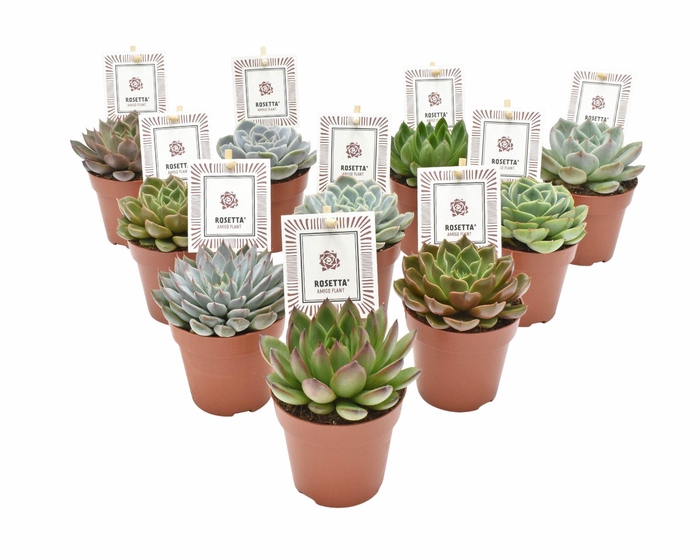 <h4>Echeveria  'Rosetta'   ...mix</h4>