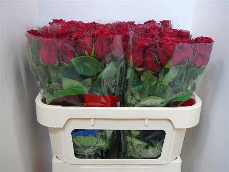 <h4>R Gr Rhodos (excellent)</h4>