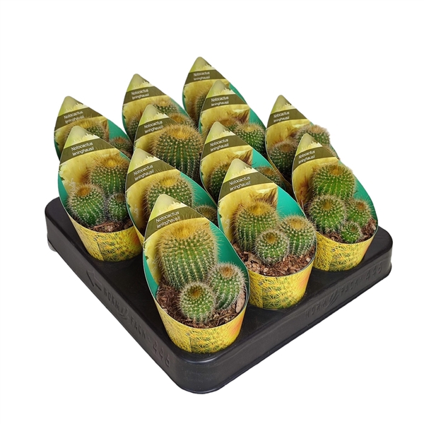 <h4>NOTOCACTUS LENINGHAUSII - POT Ø 6,5 WITH POTCOVER (CACTUS)</h4>