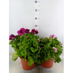 Pelargonium gran.   ..