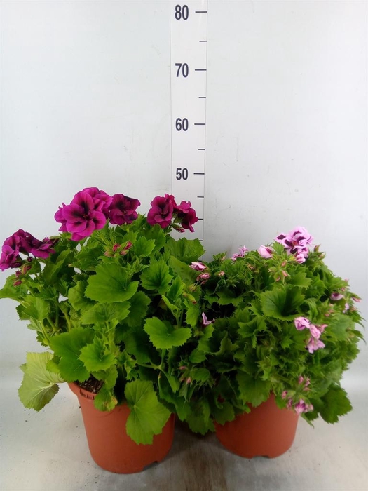<h4>Pelargonium gran.   ..</h4>
