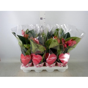 Medinilla magn. 'Dolce Rossa'