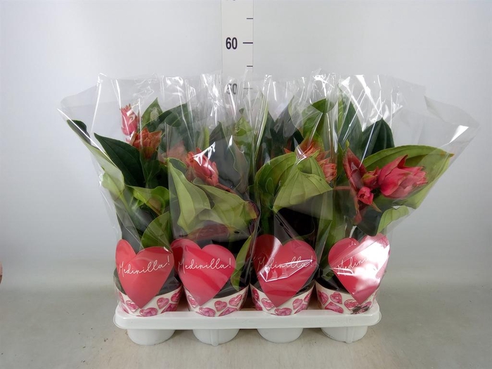 <h4>Medinilla magn. 'Dolce Rossa'</h4>