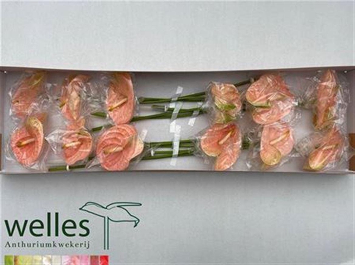 <h4>Anth A Senator</h4>