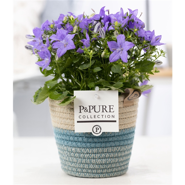 <h4>Campanula 'Napoli' Pure Valerie</h4>