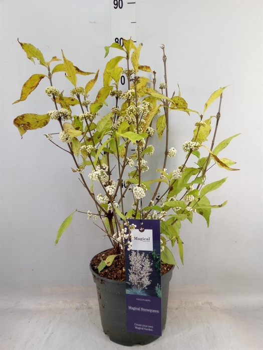 <h4>Callicarpa   ...</h4>