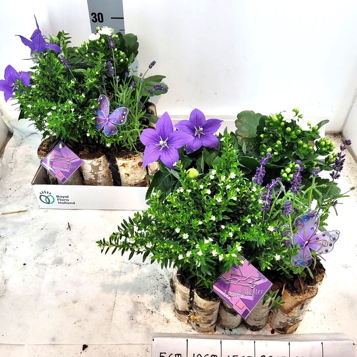 <h4>ARR TUINPLANTEN</h4>