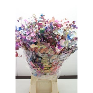 Euc Cinerea Picasso