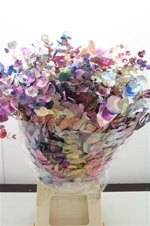 Euc Cinerea Picasso