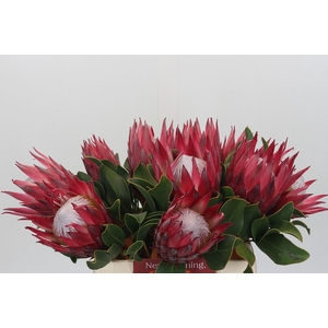 Protea Cynaroides Madiba