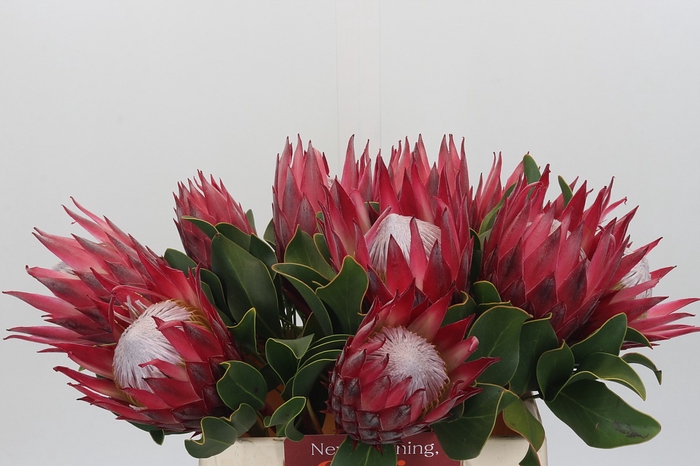 <h4>Protea Cynaroides Madiba</h4>