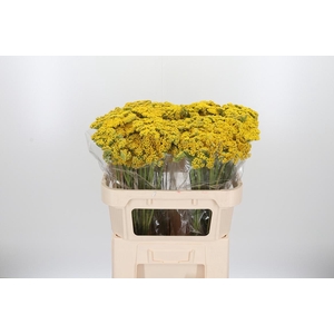 Achillea Park Variety